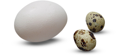 Vergleich Wachtelei Hühnerei